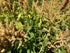 Huatl Amaranth